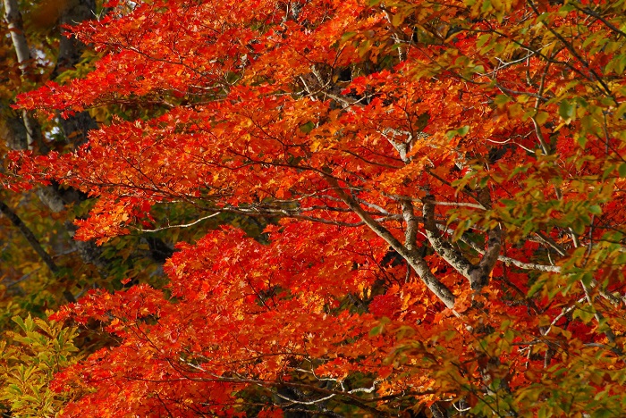 落葉の前に真っ赤に染まるモミジ。心洗われる秋の景観です（２０２４年１０月１９日）。