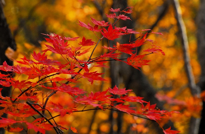 黄金色に輝く紅葉の中での真っ赤な色合いのモミジは素晴らしく清らかな姿でした（２０２４年１０月１９日）。