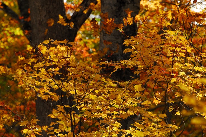 秋の景観として、ブナの木とモミジの織り成す紅葉の姿ほど美しい景観はないように思います（２０２４年１０月１９日）。