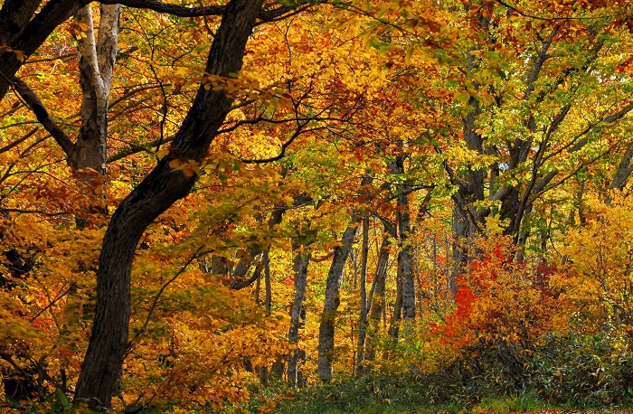 １０月中旬を過ぎた尾瀬ブナ平の紅葉の姿です（２０２４年１０月１９日）。