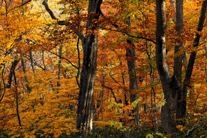 今年の秋も檜枝岐村の素晴らしい紅葉の光景を見せていただきました（２０２４年１０月１９日）。