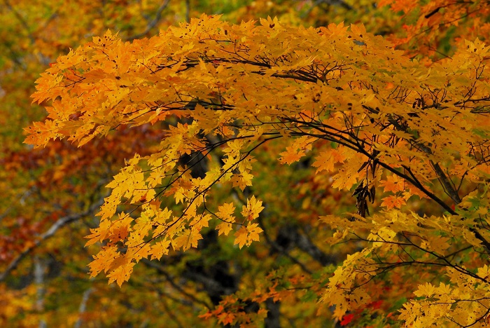 紅葉の見頃の日々は短いものです。しかし、この日の紅葉は最高の美しさでした（２０２４年１０月１９日）。