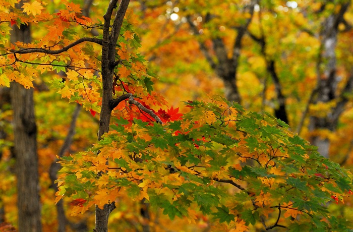 落葉の季節になっても、最後まで美しい紅葉の光景が残るのが、モミジの姿です（２０２４年１０月１９日）。