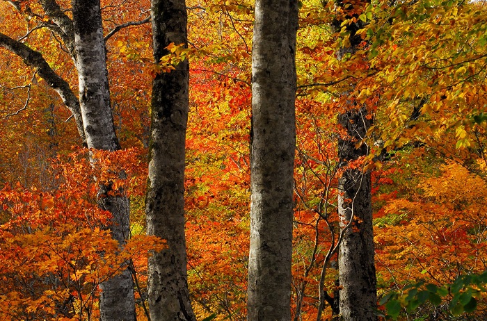 故郷の秋の紅葉の姿を望んで（２０２４年１０月１９日）。