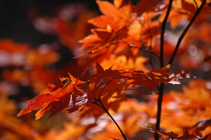 １１月初旬でも鮮やかな姿に包まれるモミジの紅葉を見つめて（２０２４年１１月９日）。