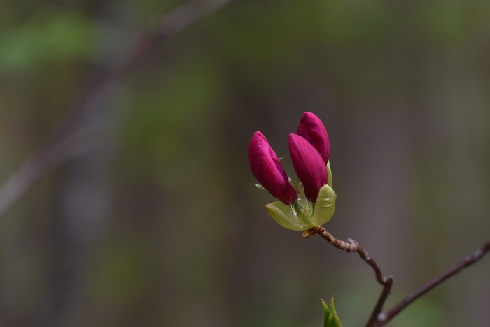 ５月・無数の花々が咲き始める季節は本当に素晴らしい季節です。