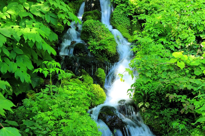 ７月・今年も檜枝岐村の深山霊峰の清流は、冷たく美しく綺麗でした。