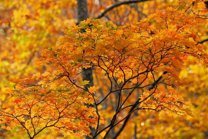 １０月・少し遅れてやってきた紅葉前線。今年も見事な紅葉が見られました。