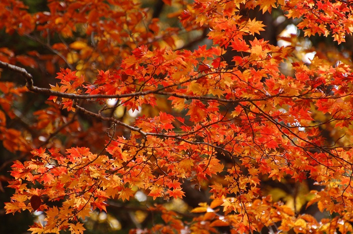 １０月・心洗われるような美しい紅葉の姿を見せるモミジ。心洗われる秋の姿でした。