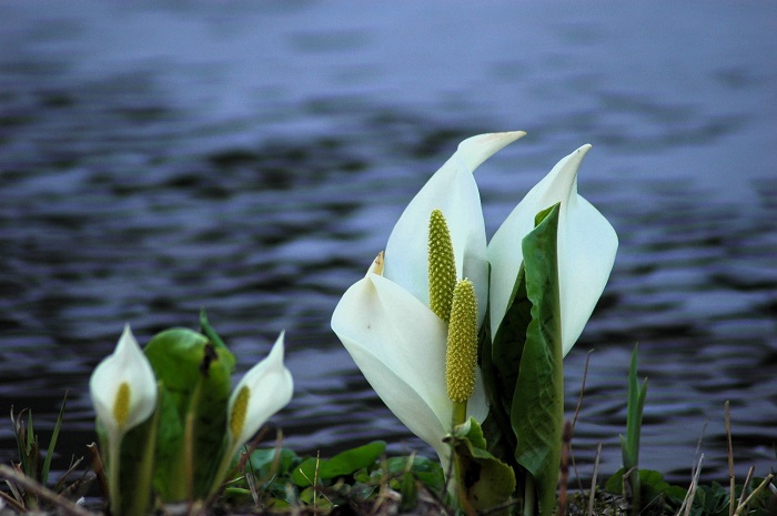 ミニ尾瀬公園では、水辺の水芭蕉の光景が数多く見られます（２０２５年４月２６日・ミニ尾瀬公園にて）。