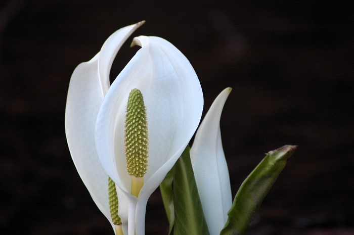 真っ白な水芭蕉の光景からは、長い冬を終えた「春」という季節の喜びが感じられました（２０２５年４月２６日・ミニ尾瀬公園にて）。