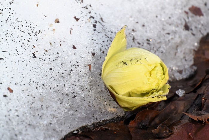 残雪の中から顔を出す、マグサブロー（フキノトウ）の姿です（尾瀬ブナ平上部にて・２０２５年５月１５日）。
