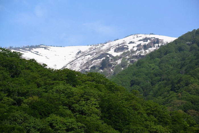山菜採りの途中で、鮮やかな新緑に染まる桧枝岐村の山々の奥に、光り輝く残雪の姿に染まる、春の会津駒ケ岳（標高２１３２．４ｍ）の姿を望んで（２０２５年５月２３日）。