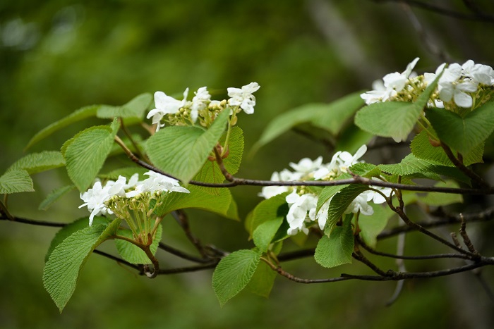 オオカメノキの花々は平年並みと思っておりましたが、場所によっては、花々の数がとても少ない場所もありました（２０２５年５月２６日）。