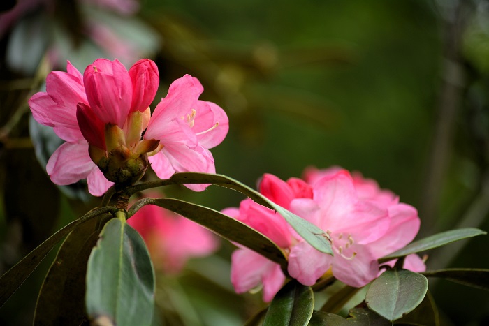 なかなかこれだけの多くのアズマシャクナゲの花々に出会えることも少ないですが、今年はシャクナゲの花々は、当たり年だったのかもしれません（２０２５年５月２６日）。