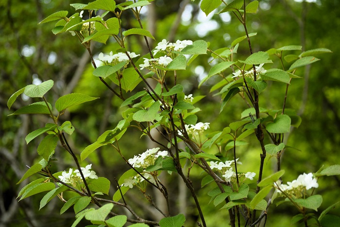 新緑の中で見るオオカメノキの花々からは、毎年心癒される輝きと生命力が感じられます（２０２５年５月２６日）。