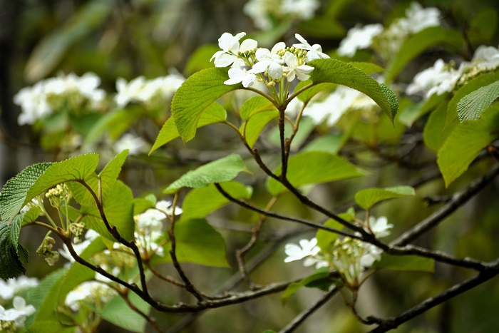 日々移り変わってゆく新緑の季節の原生林や花々の光景。次から次へと花々が咲き競う春の光景からは、毎年本当に大自然の感動をいただいております（２０２５年５月２６日）。