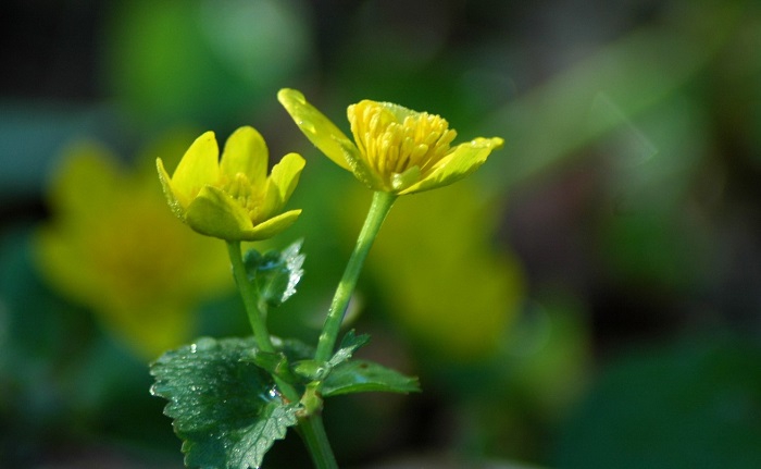 今年も花の楽園尾瀬、そして尾瀬国立公園内の多くの花々の季節到来を告げる、リュウキンカの黄色い輝きです（２０２５年６月５日）。