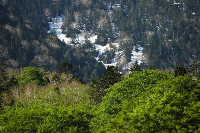 小沢平での山菜採りに向かう途中、小沢平ブナ樹海ラインより、新緑と残雪の燧ケ岳方面を望んで（２０２５年６月５日）。