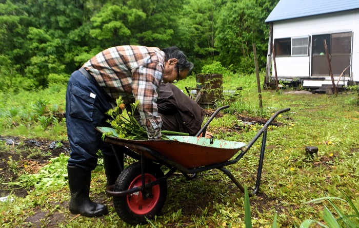 父は今年９１歳。母は今年８７歳。大自然の中で山ウドとともに（２０２５年６月１２日）。
