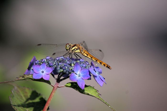 尾瀬野前の、山アジサイに止まるトンボの姿です（２０２５年７月４日）。
