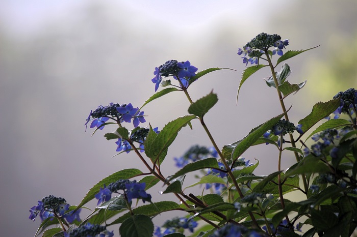 山アジサイの花が満開を迎え始めたのがこの頃でした（２０２５年７月４日）。