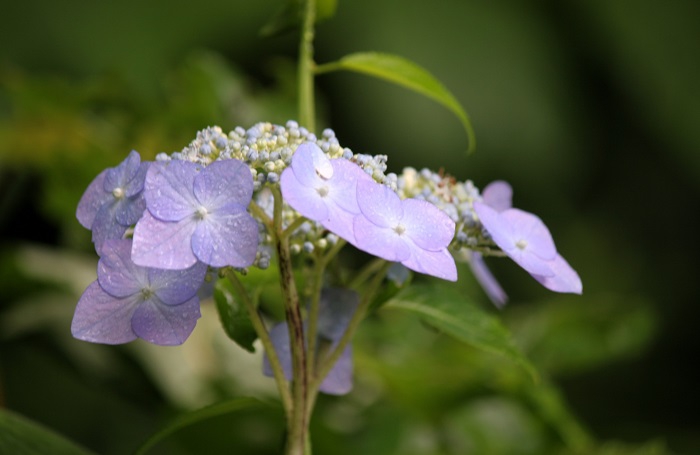 アジサイはどんな花々でも本当に綺麗で美しいものですね。キティちゃんのかわいい顔が連想されるのは私だけではないと思います（２０２５年７月１５日）。
