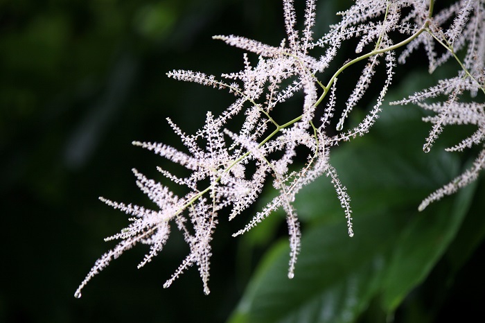 ヤグルマソウと同じく、７月の原生林内に数多く群生する、神秘的な花です（２０２５年７月１５日）。