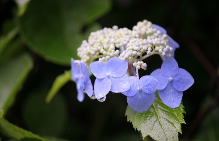 この季節は、少し原生林内を訪れると、山アジサイの花々に出会いますね（２０２５年７月１５日）。