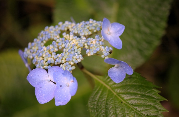 ツルアジサイの花々が元気がないように思えましたが、山アジサイは今年も夏という７月の光景を見せ始めた頃でした（２０２５年７月１５日）。