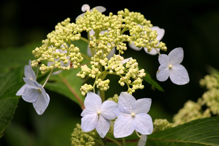少し白色の山アジサイの花々です（２０２５年７月１５日）。