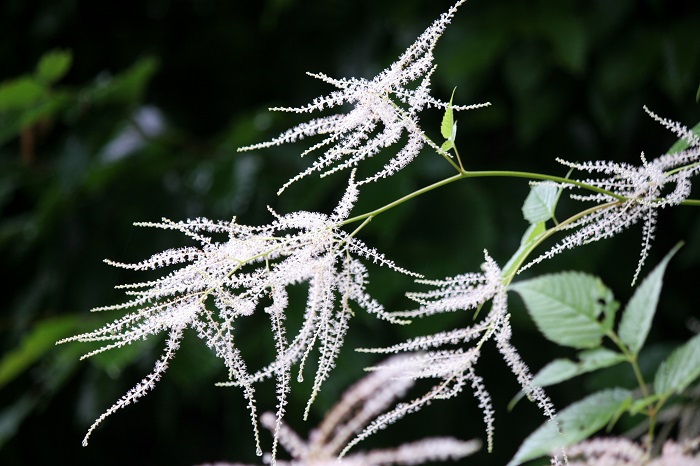「トリアシショウマ」という名前には似つかわしくないような、神秘的な雰囲気を持つ、この季節の花々です（２０２５年７月１５日）。