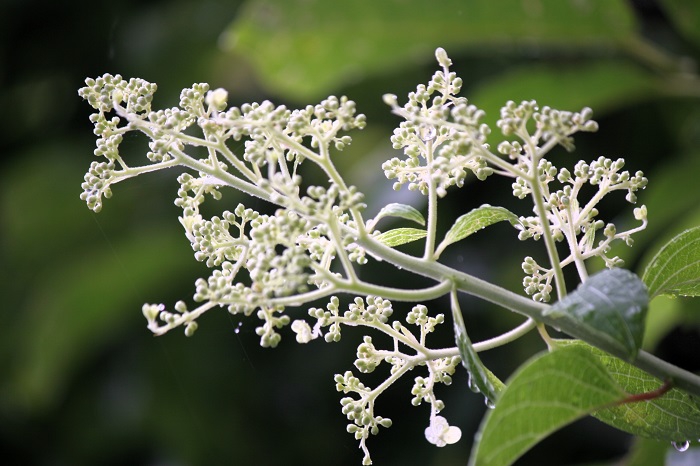 始まりを迎え始めた、ノリウツギの白い花々の光景です（２０２５年７月１５日）。