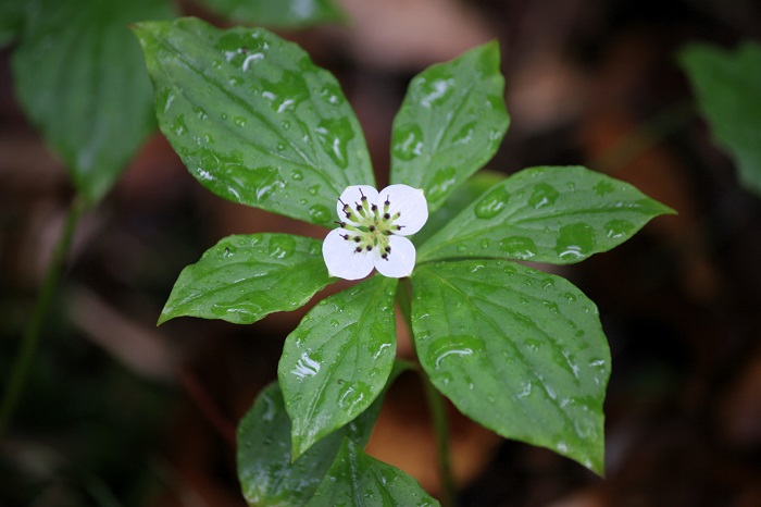 すべての尾瀬を歩いているわけではありませんが、尾瀬沼山峠のゴゼンタチバナの雰囲気は本当に神秘的で美しいと思います（２０２５年７月１５日）。