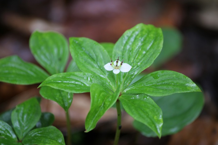忙しい毎日の中でも今年もようやく、ゴゼンタチバナの花々に出会えたことに、本当に感謝の朝でした（２０２５年７月１５日）。