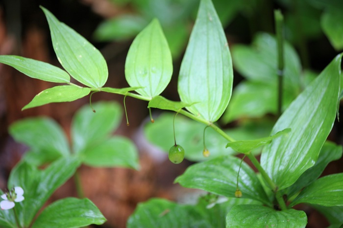 小さな、タケシマランの梅雨時期の光景です（２０２５年７月１５日）。