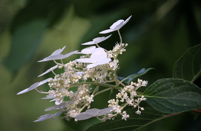 ノリウツギは、本当に美しい夏の花々の一つですね（２０２５年８月１日）。