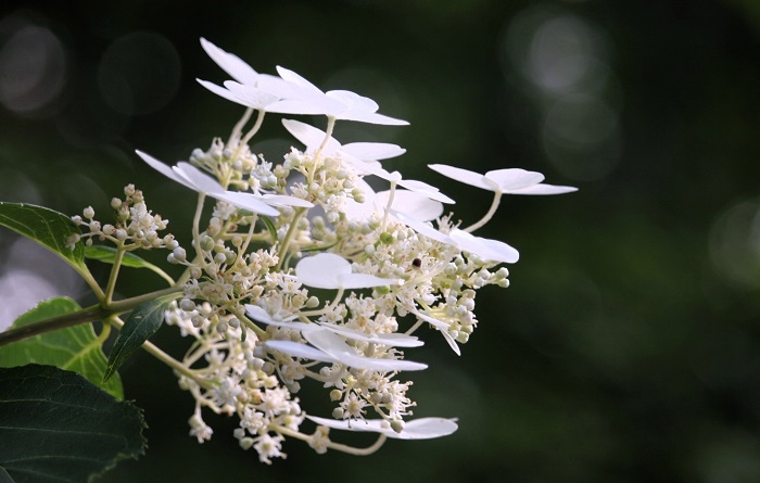 ふとさりげない場所に良く咲いているノリウツギです。特別な花よりも、どこにでもあるような平凡な花々が輝いている姿が好きです（２０２５年８月１日）。
