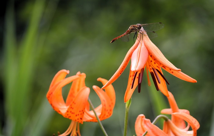 コオニユリとトンボの光景も夏の風物詩の光景です（２０２５年８月１日）。