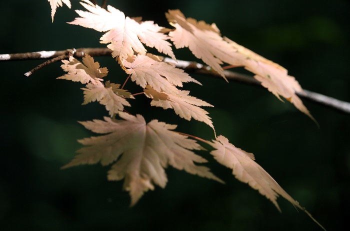 毎年、原生林内のモミジがわずかに秋色に移り変わっている光景を目にし始めるのが、８月上旬のこの頃ですね（２０２５年８月１日）。