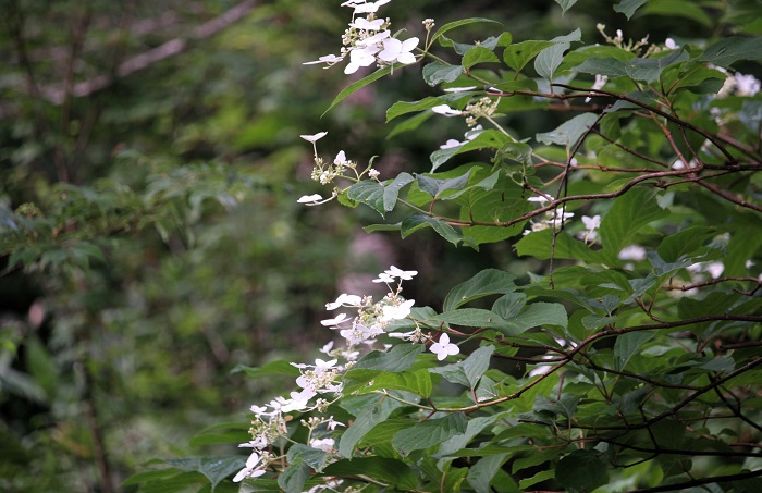 良く原生林内の巨木などに絡みついているノリウツギです（２０２５年８月１日）。
