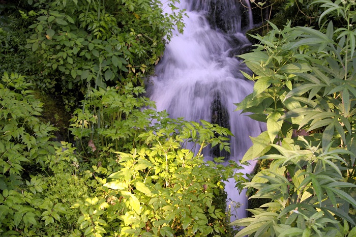 ここは尾瀬ブナ坂の清流。尾瀬野の目の前は、清流・檜枝岐川（標高約９５０ｍ）の清き水の流れとせせらぎです（２０２５年８月１日）。