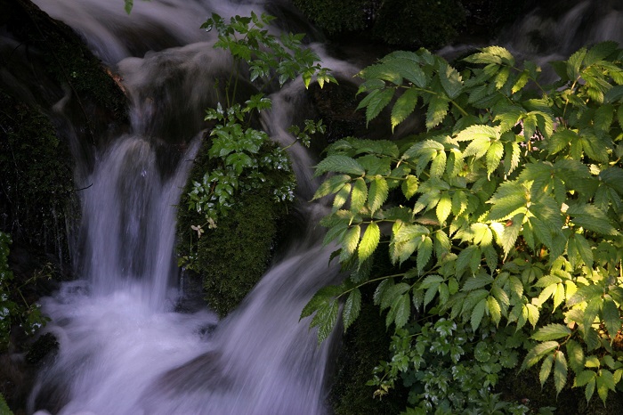 ほぼ毎日のように、一年中清流の流れと、せせらぎを見つめている私達です（２０２５年８月１日）。