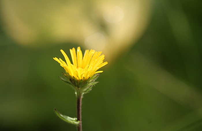オゼミズギクの姿が見られる夏の後半の湿原内です（２０２５年８月１日）。