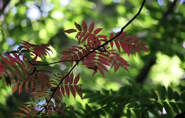 ほんのわずかな、秋の始まりの光景。暑い季節の中でも確実に季節が進んでいる、深山・檜枝岐村の大自然の四季の流れです（２０２５年８月１日）。