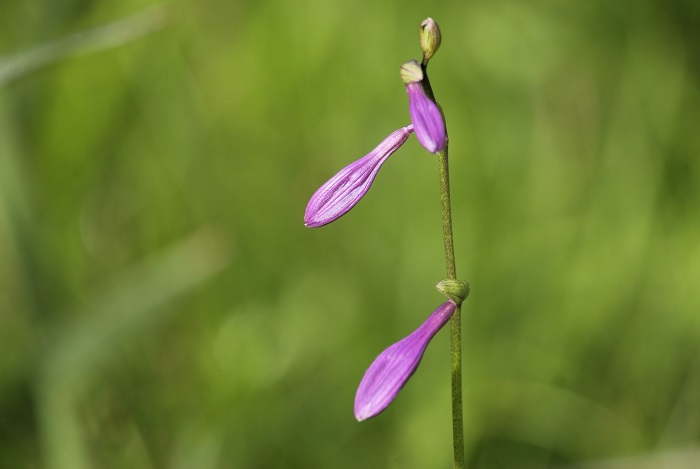 コバギボウシの季節は，華やかなニッコウキスゲの季節が終わった後の、静かな湿原の雰囲気に良く似合う花々です（２０２５年８月１日）。