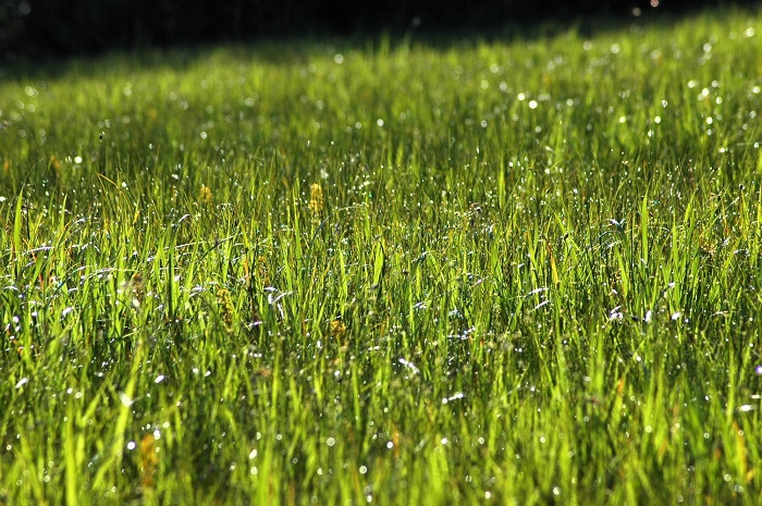 「花の楽園・尾瀬」の光景を物語る、かけがえのない湿原の姿は、いつ見ても、どんな場所にある小さな湿原でも、後世に残してゆきたい、本当に尊い大自然の姿です（２０２５年８月１７日）。