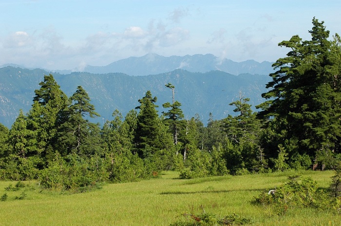 裏燧林道の湿原の奥に越後連山の山々を望んで（２０２５年８月１７日）。