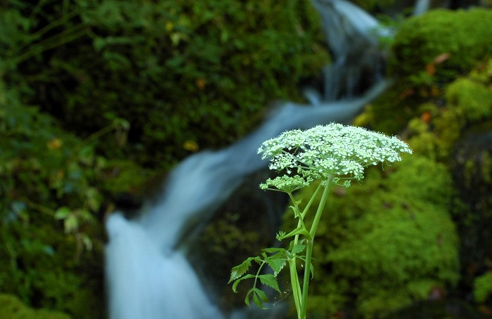 清らかな清流の流れの中で見る、オオバセンキュウの姿です（２０２５年９月１日）。

