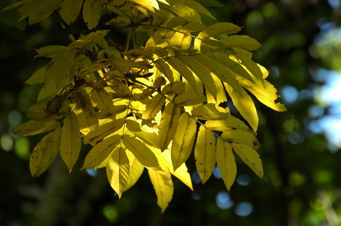 サワグルミの紅葉は毎年早くから色づき、季節の移り変わりが感じられる樹木です（２０２５年９月１日）。